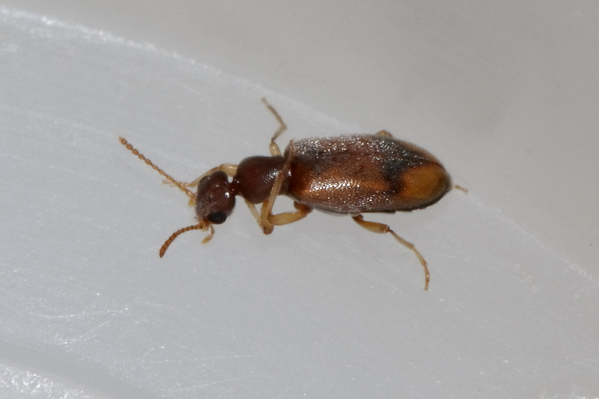 Anthicus schmidtii - Anthicidae